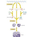 lesson 3：DNA Synthesis（RT）  (2课时）